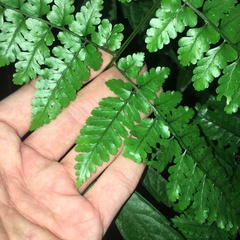 Dryopteris hasseltii