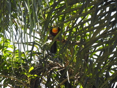 Ramphastos dicolorus
