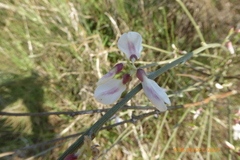 Retama raetam