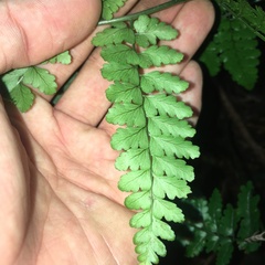 Dryopteris hasseltii
