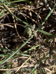 Trichodiadema setuliferum