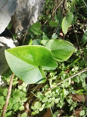 Arisarum