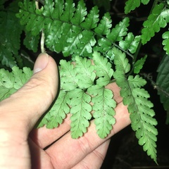 Dryopteris hasseltii