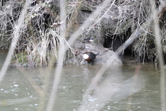 Cinclus cinclus aquaticus