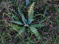 Galactites tomentosus