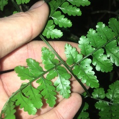 Dryopteris hasseltii