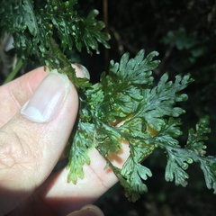 Hymenophyllum badium