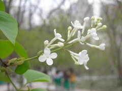 Syringa oblata