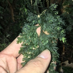 Hymenophyllum badium