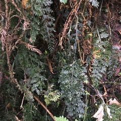 Hymenophyllum badium