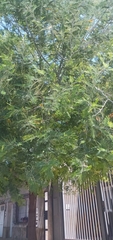 Libidibia ferrea