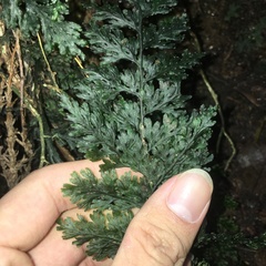 Hymenophyllum badium