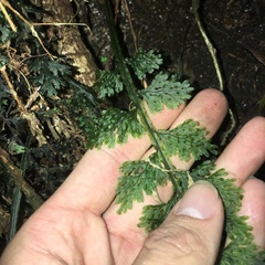 Hymenophyllum badium