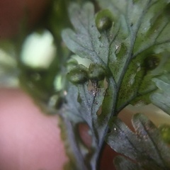 Hymenophyllum badium