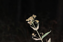 Verbesina sphaerocephala