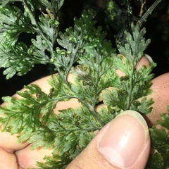 Hymenophyllum badium