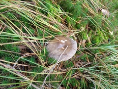 Amanita umbrinolutea