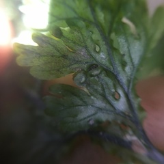 Hymenophyllum badium