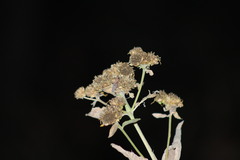 Verbesina sphaerocephala