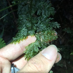 Hymenophyllum badium