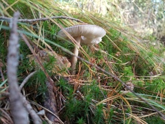 Amanita umbrinolutea