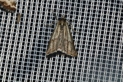 Thisanotia chrysonuchella