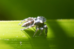 Dendryphantes