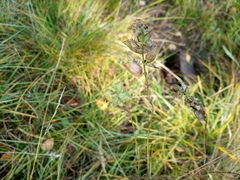 Rhinanthus serotinus