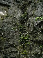 Polystichum hubeiense