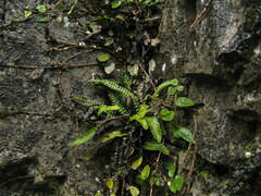 Polystichum hubeiense