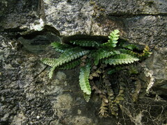 Polystichum hubeiense