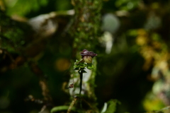 Telipogon astroglossus