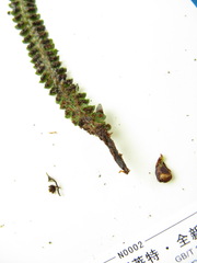 Polystichum hubeiense