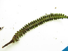 Polystichum hubeiense