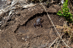 Urodacus manicatus