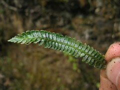 Polystichum hubeiense