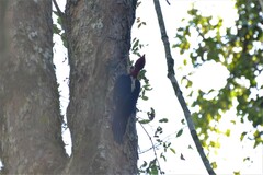 Campephilus robustus