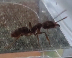 Anochetus