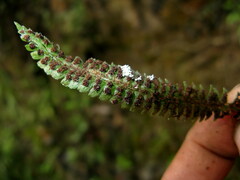 Polystichum hubeiense