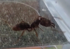 Anochetus