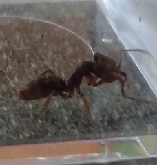 Anochetus