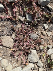 Portulaca quadrifida