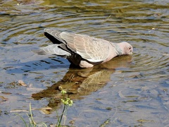 Patagioenas picazuro