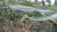 Myrmarachnini