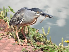 Butorides striata
