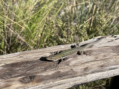 Podarcis siculus siculus