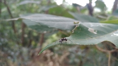 Myrmarachnini