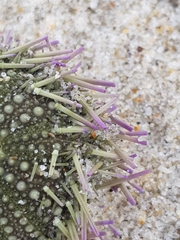 Psammechinus miliaris