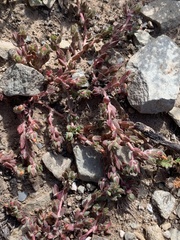 Portulaca quadrifida