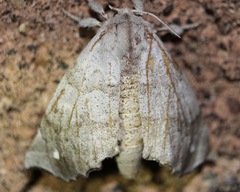 Olceclostera seraphica